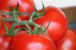 sauce aurore tomates