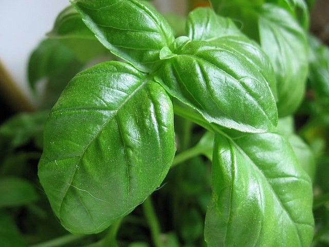 Vinaigrette au Basilic, la Recette - EnSauce.com