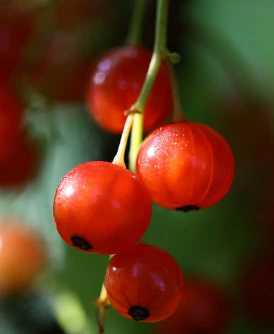 Sauce Grand Veneur, la Recette