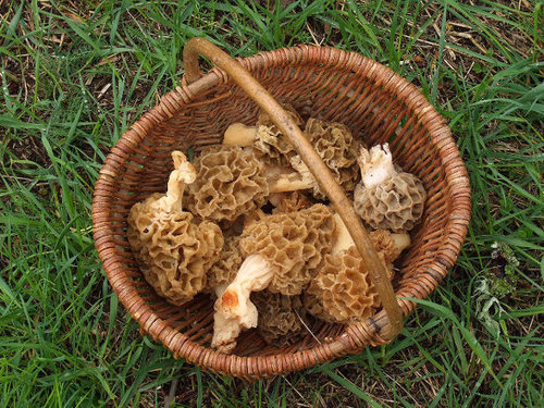 Panier de morilles